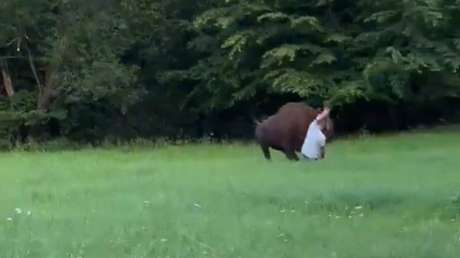 VIDEO: Se acerca a un bisonte para tomar una foto y descubre dolorosamente que fue mala idea