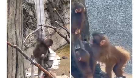 De huérfano a protector: la emotiva historia del mono que ahora cuida a otras crías (VIDEO)