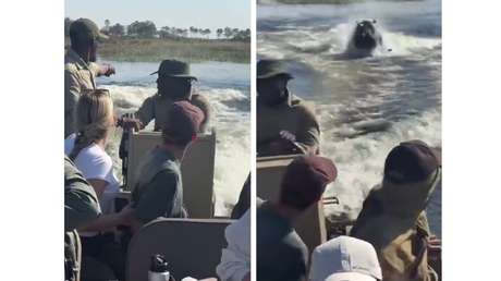 IMPRESIONANTE VIDEO: Hipopótamo persigue una lancha llena de turistas