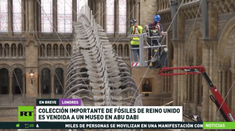 Importante colección de fósiles del Reino Unido es vendida al Museo de Historia Natural de Abu Dabi