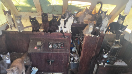 Hallan en EE.UU. un misterioso barco lleno de gatos