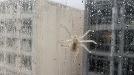 VIDEO: Tifón lleva comida de mar hasta su casa