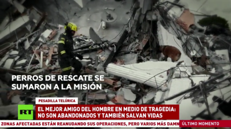 El mejor amigo del hombre tras terremoto en Colombia: no son abandonados y también salvan vidas