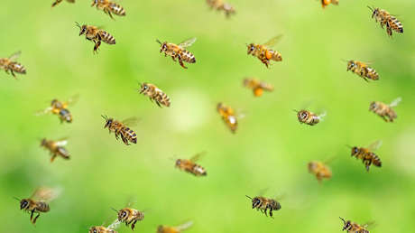 El mal no viene solo: busca refugio y es atacado por abejas durante sismo en Colombia