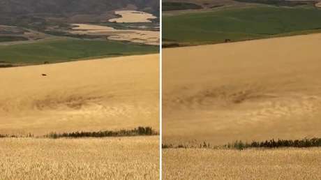 ¿Es real?: graban un remolino 'diabólico' en medio de un campo de trigo