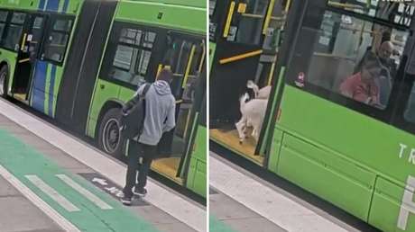Sorpresa en EE.UU.: pasajeros inesperados se suben a un autobús (VIDEO)
