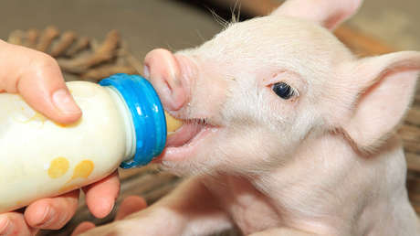 Hazaña científica en Argentina: nace un cerdo modificado genéticamente para trasplantes humanos