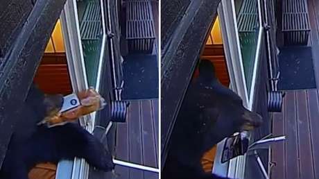Panecillos, cruasanes y filetes: un oso 'gourmet' saquea la nevera en una cabaña (VIDEO)