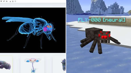 VIDEOS: Conectan el cerebro de una mosca real a Minecraft y 'reencarna' como una araña