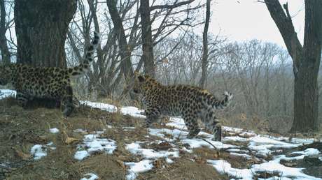 VIDEO: Captan a un leopardo haciendo algo nunca antes visto