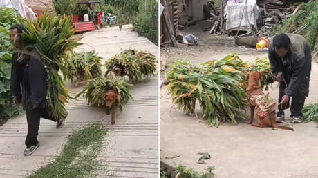 VIDEO: El ingenioso método de un agricultor para recolectar usando a sus perros que está arrasando en redes