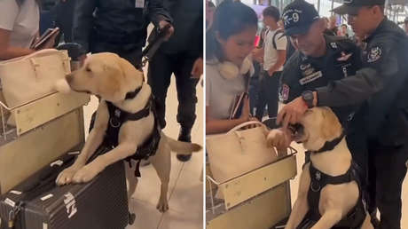 Tentación esponjosa: el inesperado y tierno desliz de un perro en pleno servicio (VIDEO)