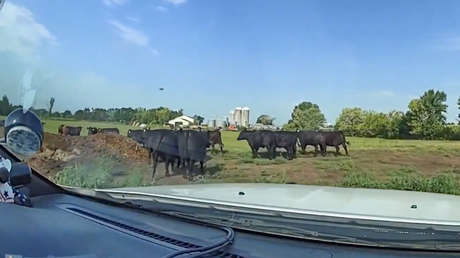 VIDEO: La peculiar maniobra de un policía para reunir un rebaño de vacas