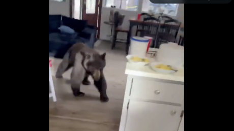 VIDEO: Un hombre regresa a su casa y se encuentra con una 'feroz' visita
