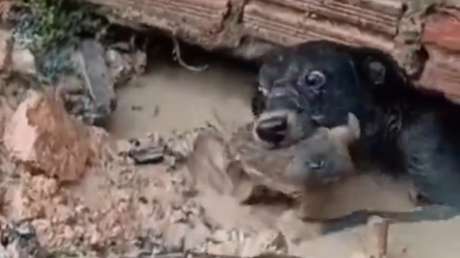 Una perrita heroica salva a su cachorro debajo de una casa inundada por barro (VIDEO)