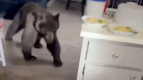 VIDEO: Un hombre regresa a su casa y se encuentra con una 'feroz' visita