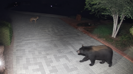 VIDEO: Coyote planta cara a un oso en una escena de 'triller'