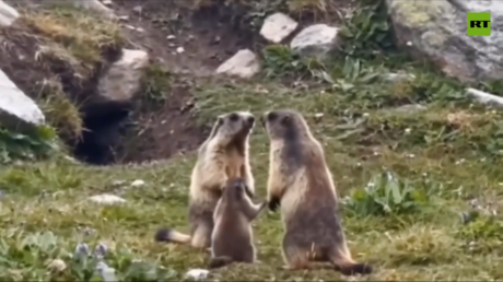 Drama familiar: una pequeña marmota intenta calmar a sus padres
