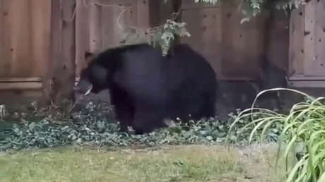 VIDEO: Graban a un oso paseando por el patio de una casa como si fuera una mascota