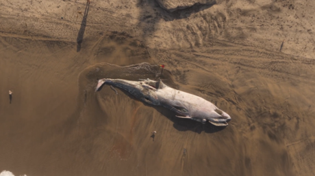 VIDEO: Encuentran ballena de 12 metros muerta en playa de Tijuana