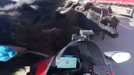 VIDEO: Una manada le deja claro a un hombre quién manda en la zona