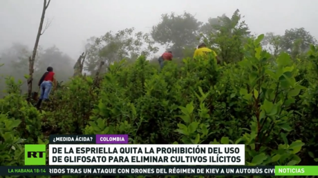 De la Espriella anula la prohibición del uso de glisofato para eliminar cultivos ilícitos
