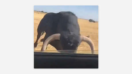 VIDEO IMPACTANTE: Toro embiste con furia un coche en movimiento y sucede algo inesperado