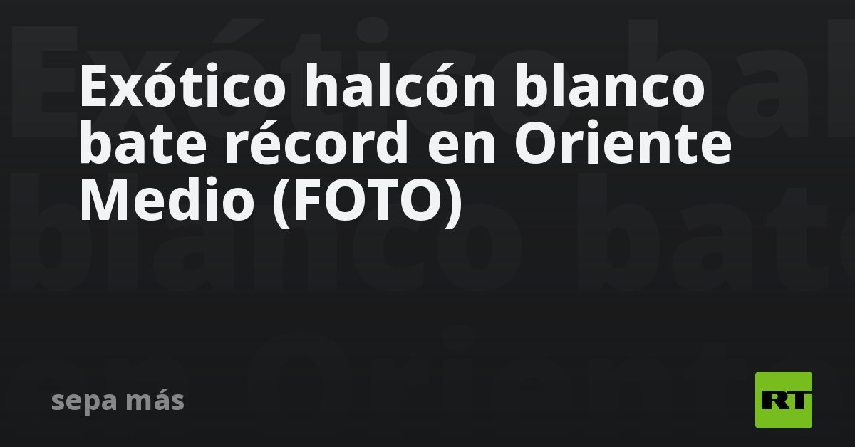 Exótico halcón blanco bate récord en Oriente Medio (FOTO)