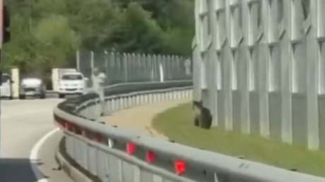 VIDEO: Hombre escapa por centímetros de un oso suelto por la carretera