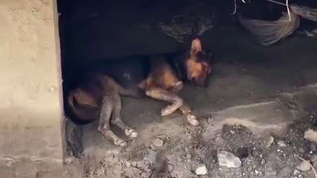 CONMOVEDOR VIDEO: Perro espera a sus dueños entre las ruinas de una casa en Nepal
