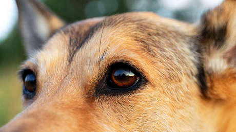 Descubren una extraña forma en la que los perros se comunican con los humanos