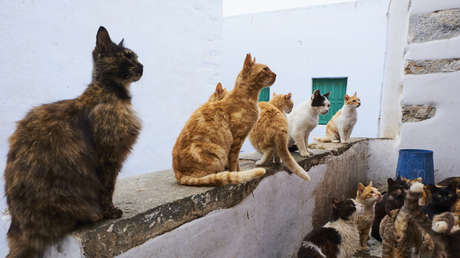 Adolescente brasileño tortura a más de 200 gatos en vivo y termina detenido