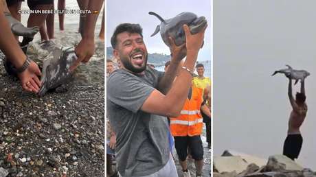FUERTE VIDEO: Inmigrantes capturan en Ceuta una cría de delfín y pasean su cadáver como si fuera un trofeo