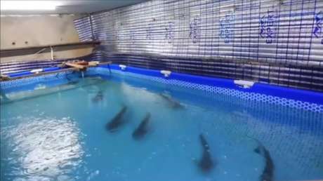 De sótano a acuario: hallan una piscina con tiburones en un edificio residencial (VIDEO)
