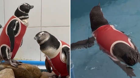 Pingüinos con chalecos: trajes de cobre ayudan a estos animales a sanar (VIDEOS)