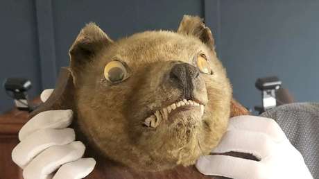 Vendedores casi se desmayan por una subasta: 'cabeza de zorro' resultó ser de una especie extinta muy codiciada