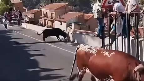VIDEO FUERTE: Un toro mata a una mujer durante un encierro en España