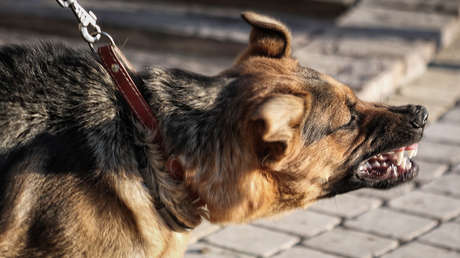 Este país logra erradicar la rabia humana transmitida por perros