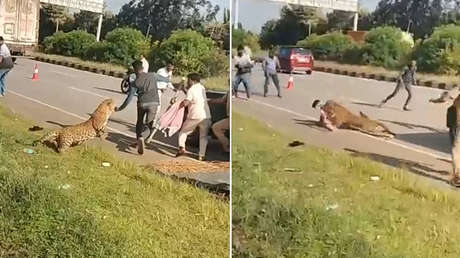 ATERRADOR VIDEO: Un leopardo herido ataca a un agente forestal durante su rescate