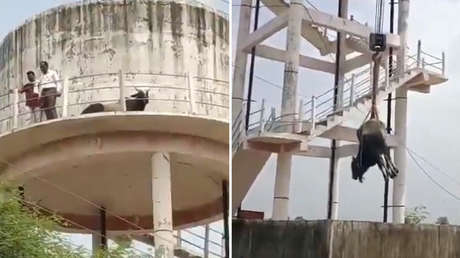 El increíble rescate de un toro atrapado en una torre de agua a unos 15 metros de altura (VIDEO)