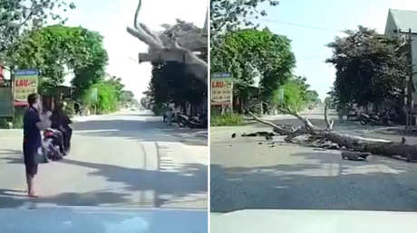VIDEO FUERTE: Un motociclista muere aplastado por un árbol