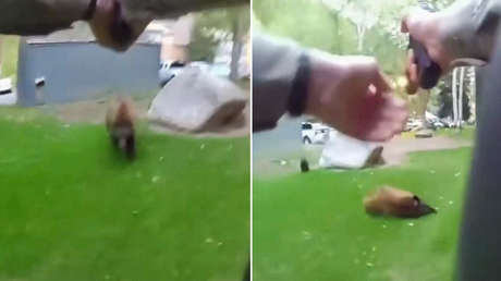 FUERTE VIDEO: La reacción de un policía cuando un oso se abalanza sobre él