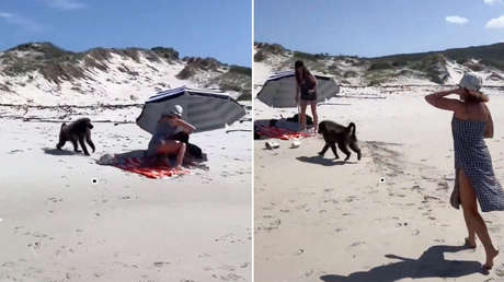 VIDEO: Un babuino irrumpe en una playa turística