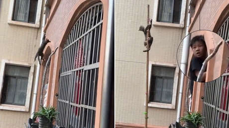 VIDEO: Niños unen fuerzas para rescatar a un gato atrapado a varios metros de altura