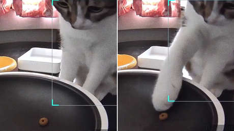 VIDEO: Un comedero automático falla, suelta una sola croqueta y la reacción del gato es única