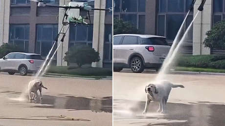 Cuando la realidad supera a la IA: Un dron le da una refrescante ducha a un perro (VIDEO)