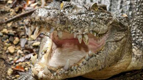 Un cocodrilo ataca a su cuidador ante los visitantes, lo arrastra al agua y le hace el giro de la muerte