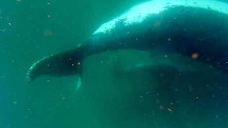 Este VIDEO de una ballena jorobada muestra algo nunca antes visto