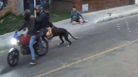 VIDEO: Perro 'superhéroe' salva a su dueño de un atraco armado a punta de mosdiscos
