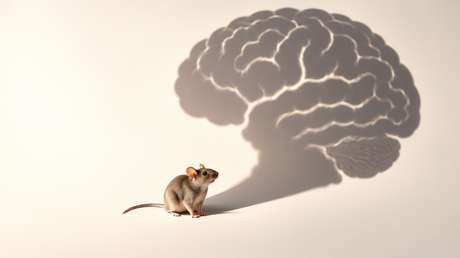 Implantan tejido humano en ratones sin corteza cerebral: ¿con qué propósito?